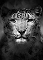 leopard b leopard b